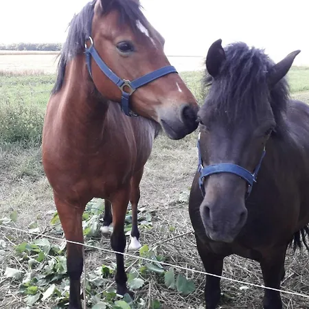 Auf Dem Lande Bauernhof *